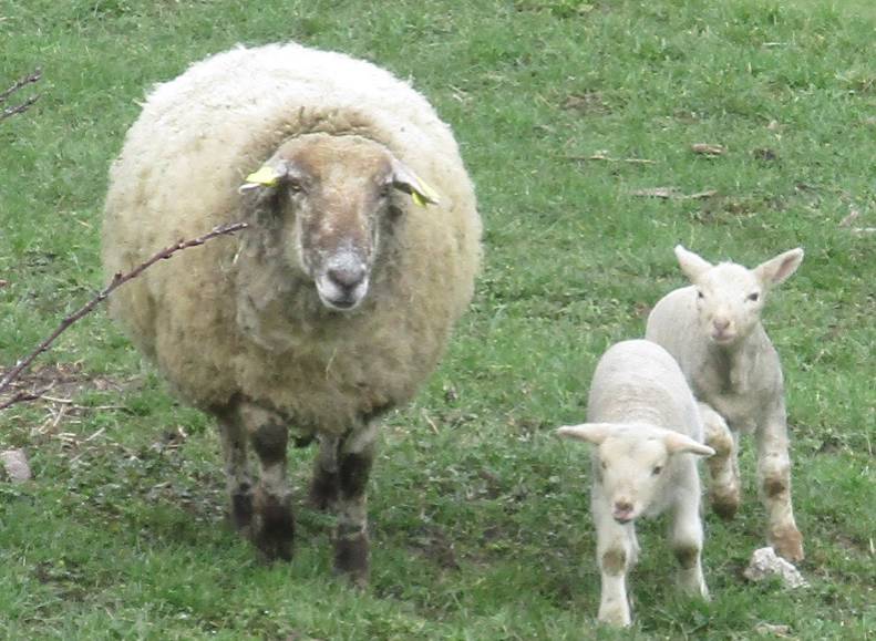 mouton.jpg
